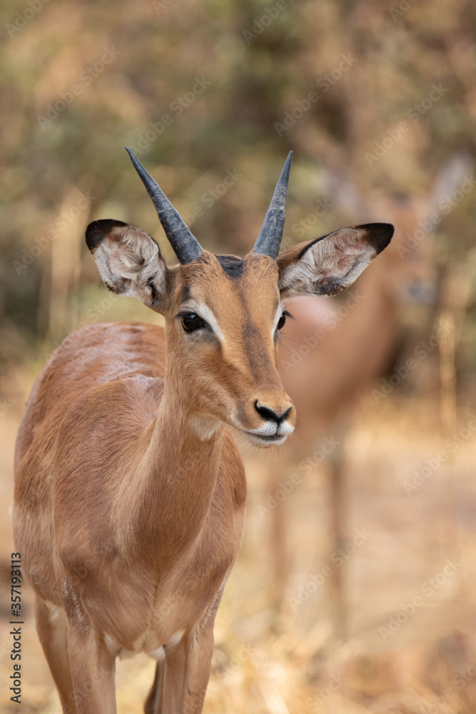 impala antelope in kruger park