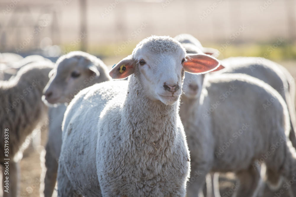 Fototapeta premium Woolled sheep in a pen