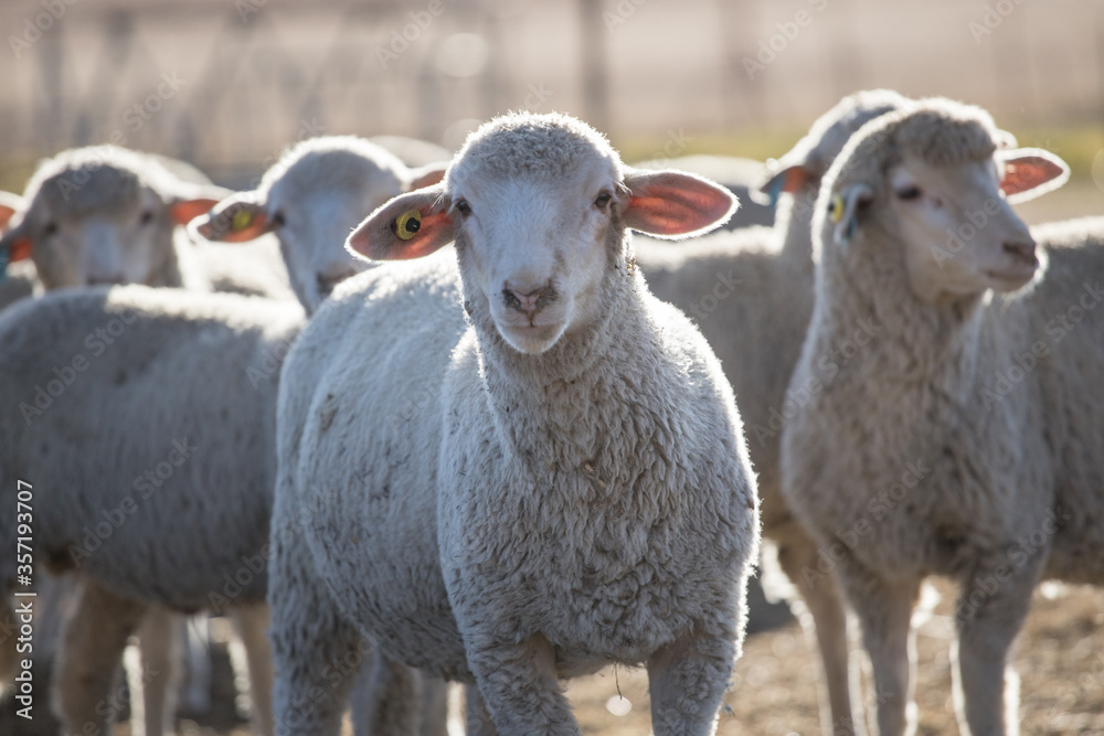 Obraz premium Woolled sheep in a pen
