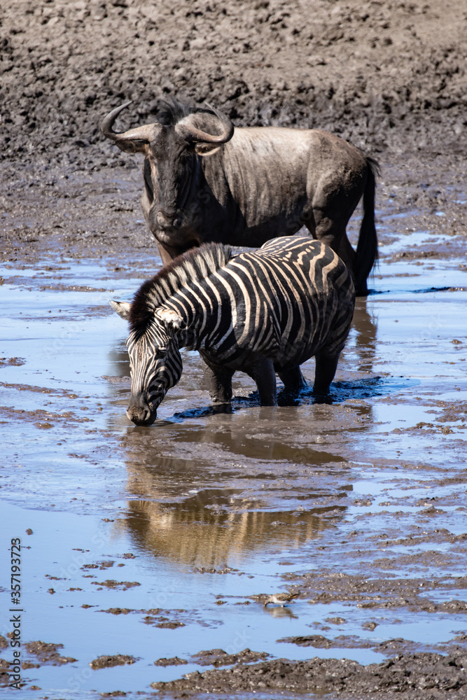 Fototapeta premium South African Zebra in their natural habitat