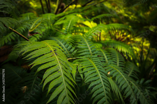 Fototapeta Naklejka Na Ścianę i Meble -  Green fern vegetation Creative tropical green leave in a forest. Nature spring concept. 