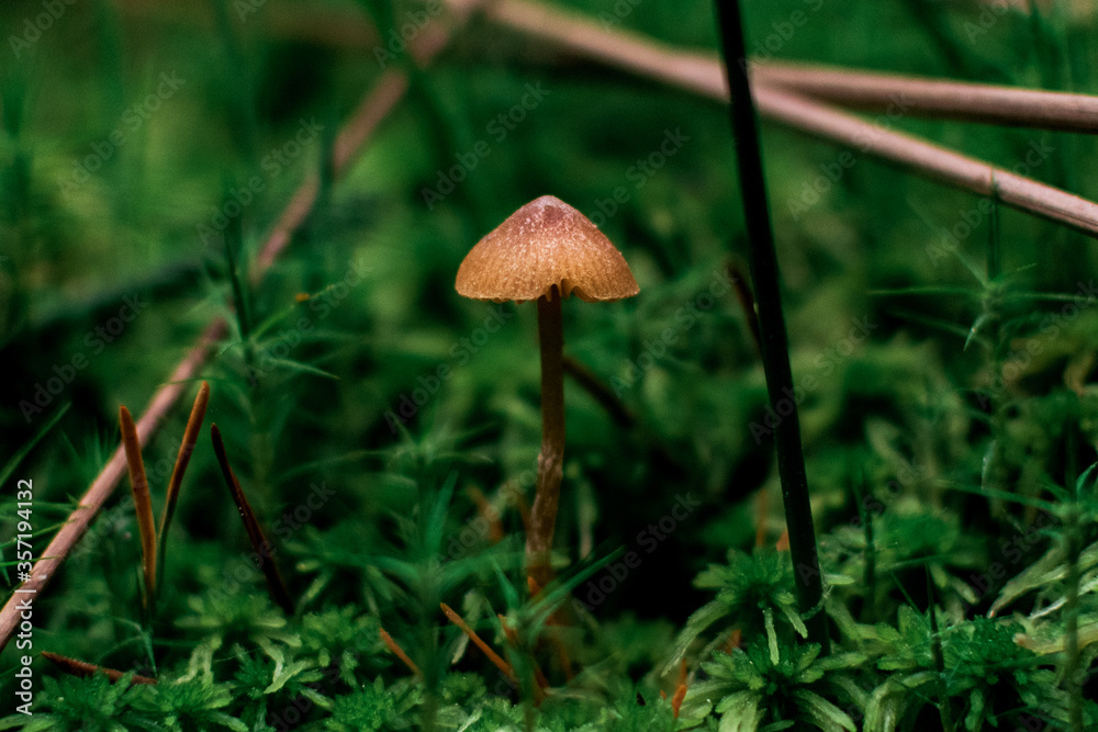 Mushroom in the forest. Mushroom in the forest.