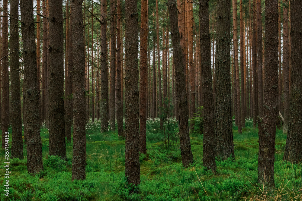 Beautiful forest landscape. Beautiful forest landscape.