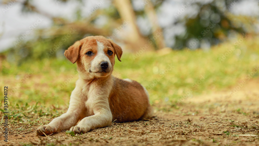 Small cute puppy dog sitting Small cute puppy dog sitting