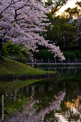 日本の春の公園・夕暮れの池のほとりに咲く桜とリフレクション