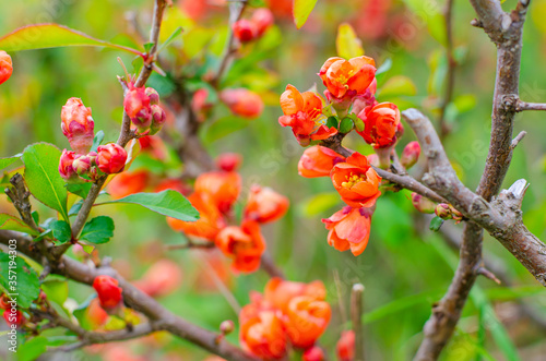 Nature floral background. Flowering quince. Live wall of flowers in a spring garden. Red quince flowers close-up. High quality photo