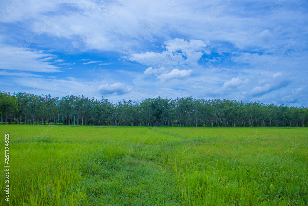 Obraz premium green grass and blue sky
