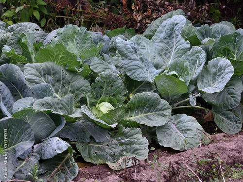 A bed of cabbage in the middle of summer