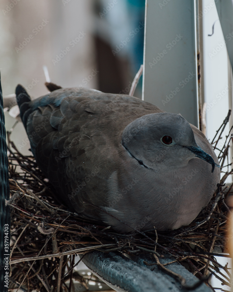 Fototapeta premium Dove on the nest