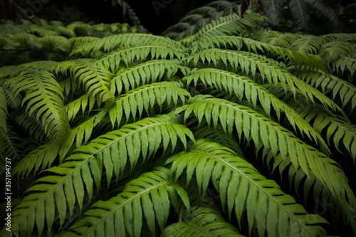 Green fern vegetation Creative tropical green leave in a forest. Nature spring concept. 