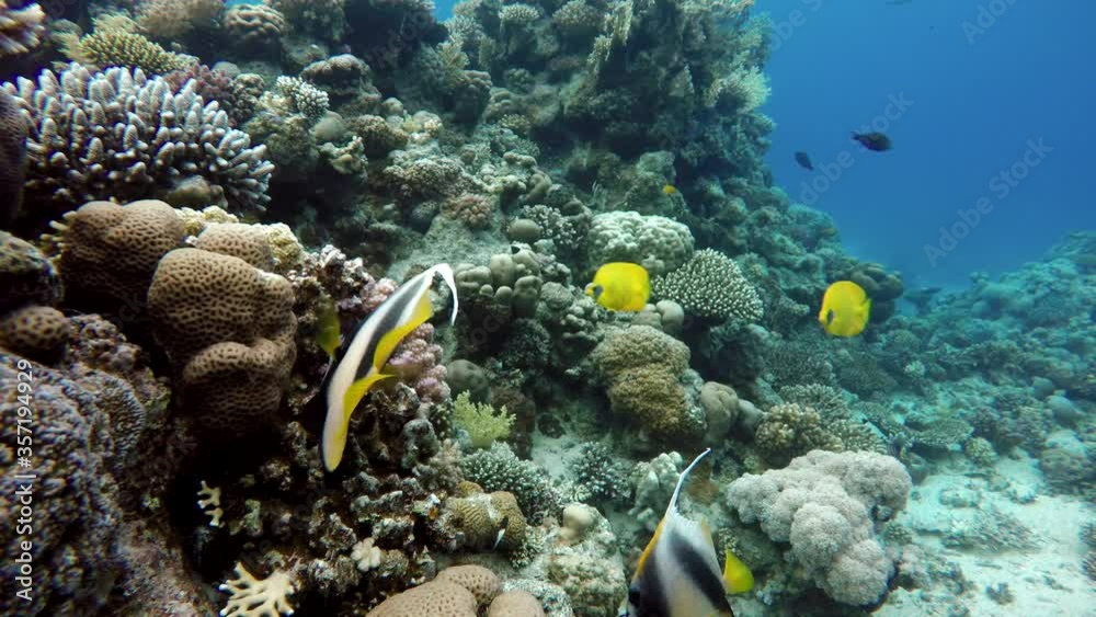 Life in the ocean. Tropical fish and coral reefs. Beautiful corals. Life in the ocean. Tropical fish and coral reefs. Beautiful corals.