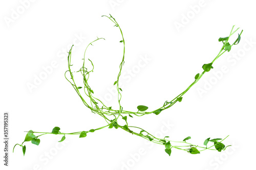 Twisted jungle vines liana plant with heart shaped green leaves isolated on white background, clipping path included. Floral Desaign. HD Image and Large Resolution. can be used as wallpaper