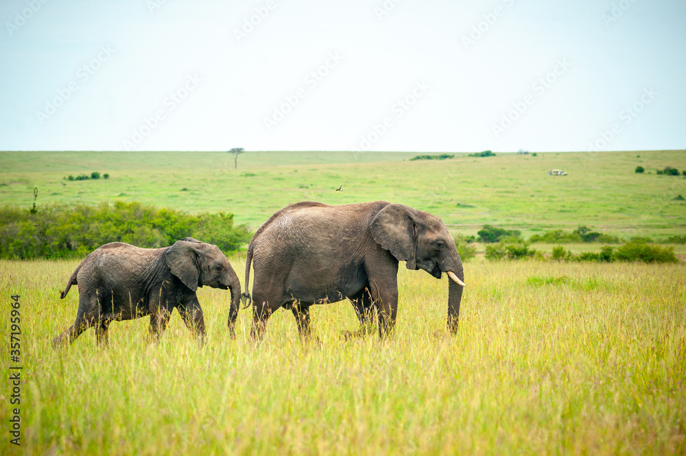 Group of wild elephant on the yellow grass in National park Africa
