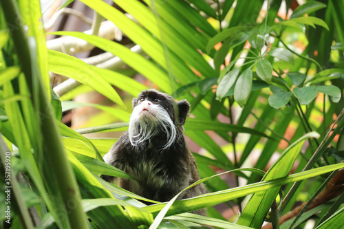 Emperor Tamarin, saguinus imperator among the vegetation of a tropical jungle