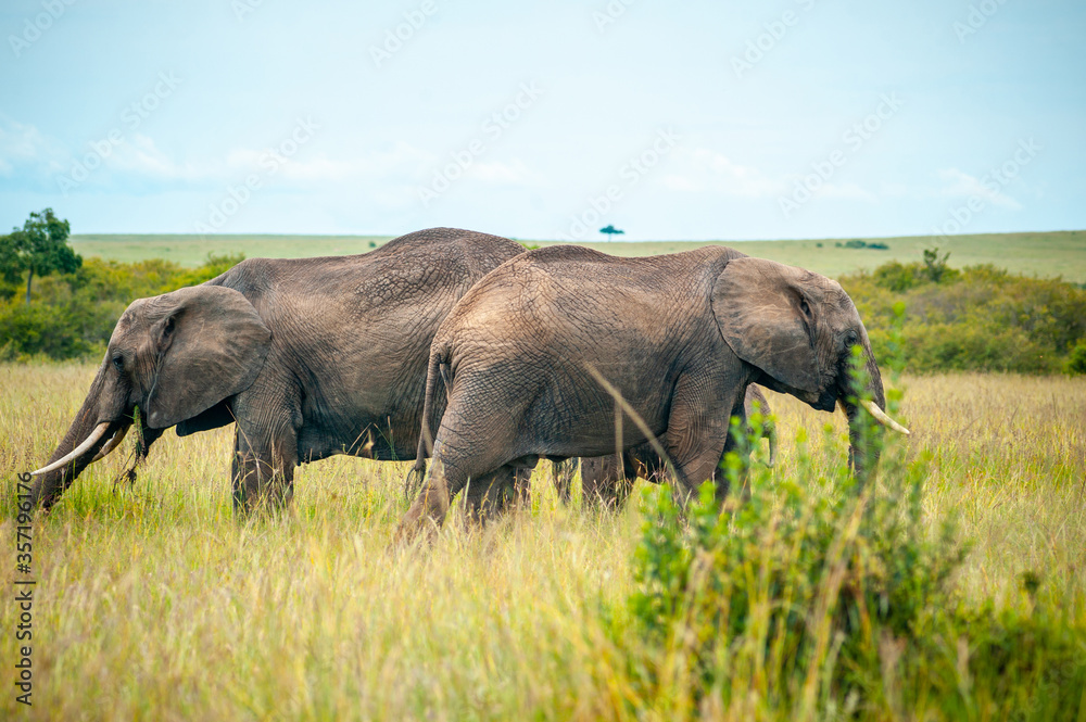 Group of wild elephant on the yellow grass in National park Africa
Group of wild elephant on the yellow grass in National park Africa