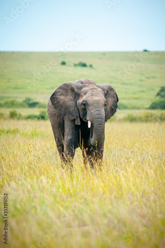 Wild elephant on the grass in National park Africa