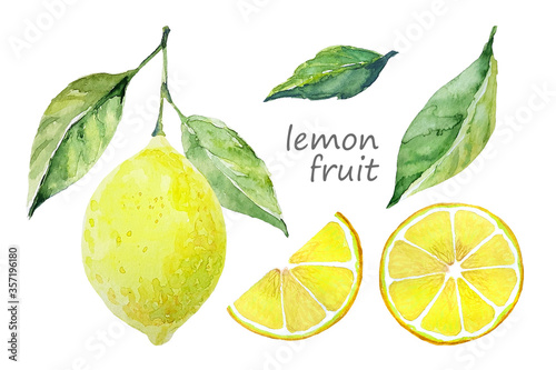 Watercolor lemon fruit set. White background. Fresh fruit. Lemon tree fruits and leaves. Collection design elements for cards, scrapbooking, posters