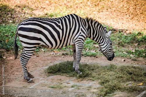 single striped big adult zebra eats green beveled grass in open aviary