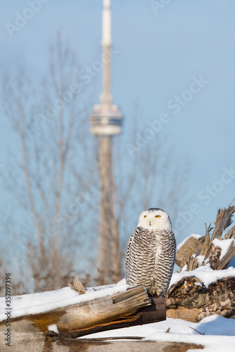 Photography A snowy owl poses at Toronto, Ontario's Tommy Thompson Park on Christmas Eve during an irruption year