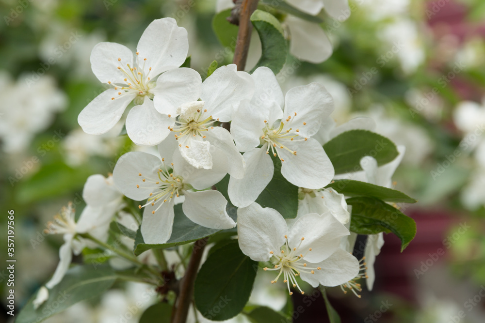 apple tree blossom apple tree blossom