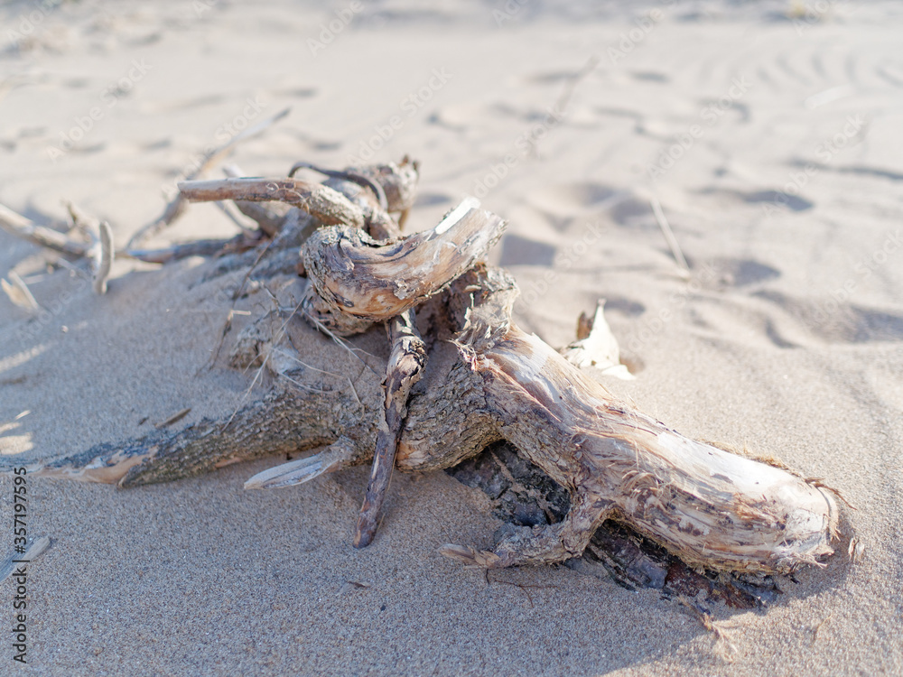 Drift wood washed up on a the sandy beach at Talacre, North Wales Drift wood washed up on a the sandy beach at Talacre, North Wales