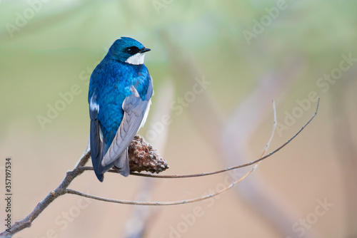 Canvas Print A Tree Swallow perches on a staghorn sumac branch at Tommy Thompson Park in Toronto, Ontario