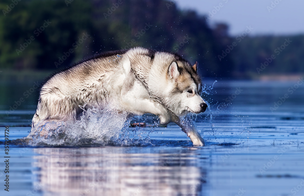 dog runs fast and splash of water dog runs fast and splash of water