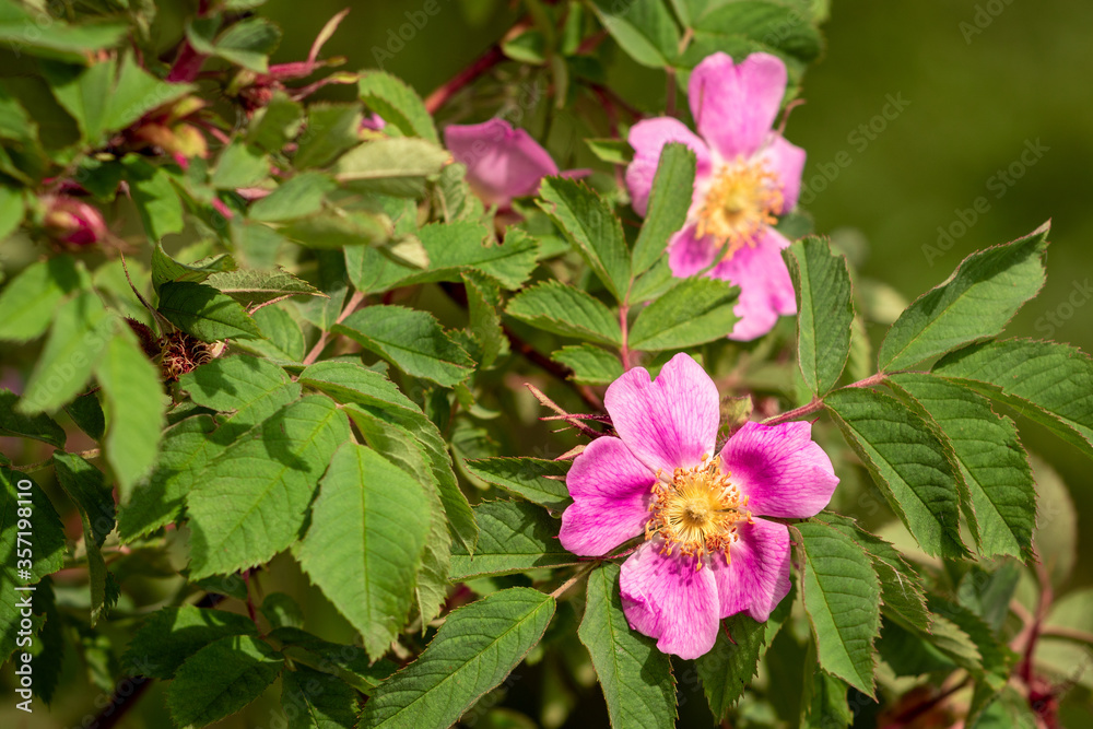 Rosehip flowers at the time of flowering Rosehip flowers at the time of flowering