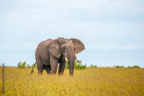 Wild elephant on the grass in National park Africa