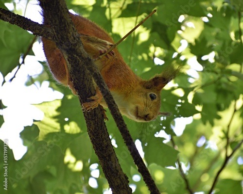 Fluffy red squirrel on a tree in a park