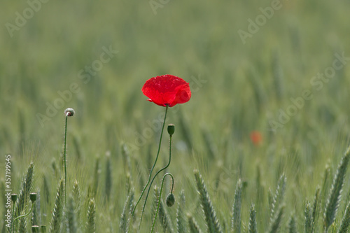 eine einsame rote mohnblume im kornfeld photo