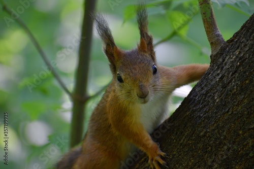 Fluffy red squirrel on a tree in a park © Андрей Лисовский