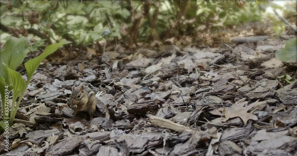 Hungry chipmunk finds food and chews with a frenzy filling his chubby checks - looks into camera - camera slide Hungry chipmunk finds food and chews with a frenzy filling his chubby checks - looks into camera - camera slide