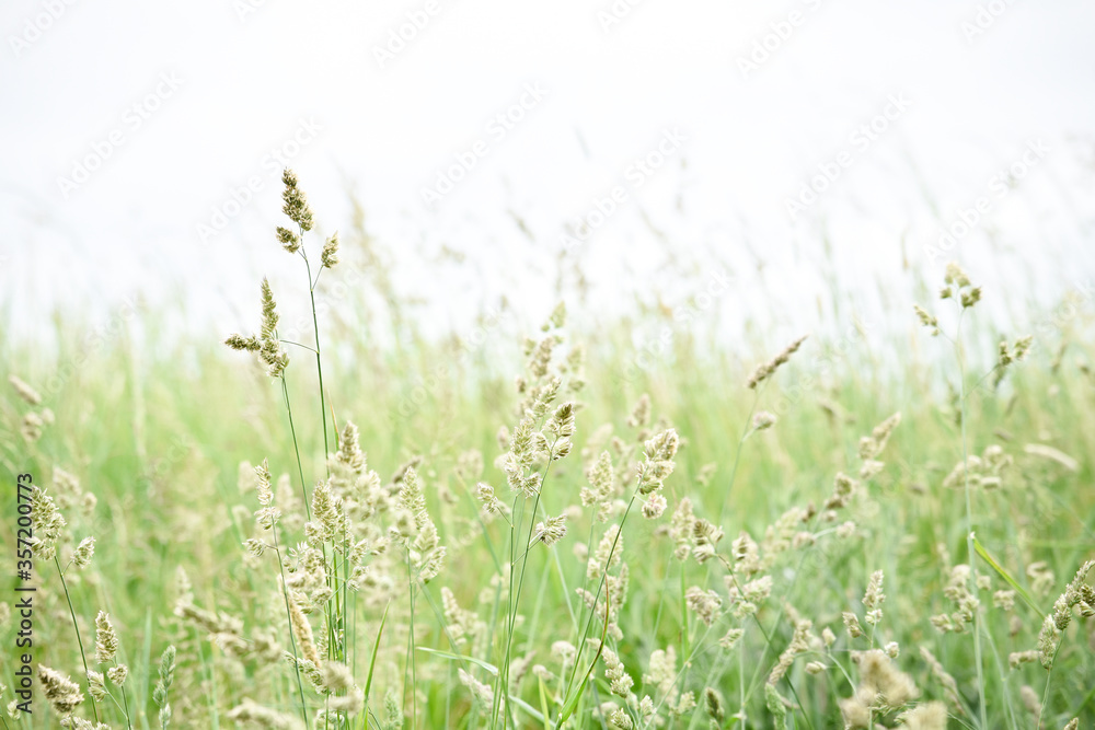 green grass meadow in the wind