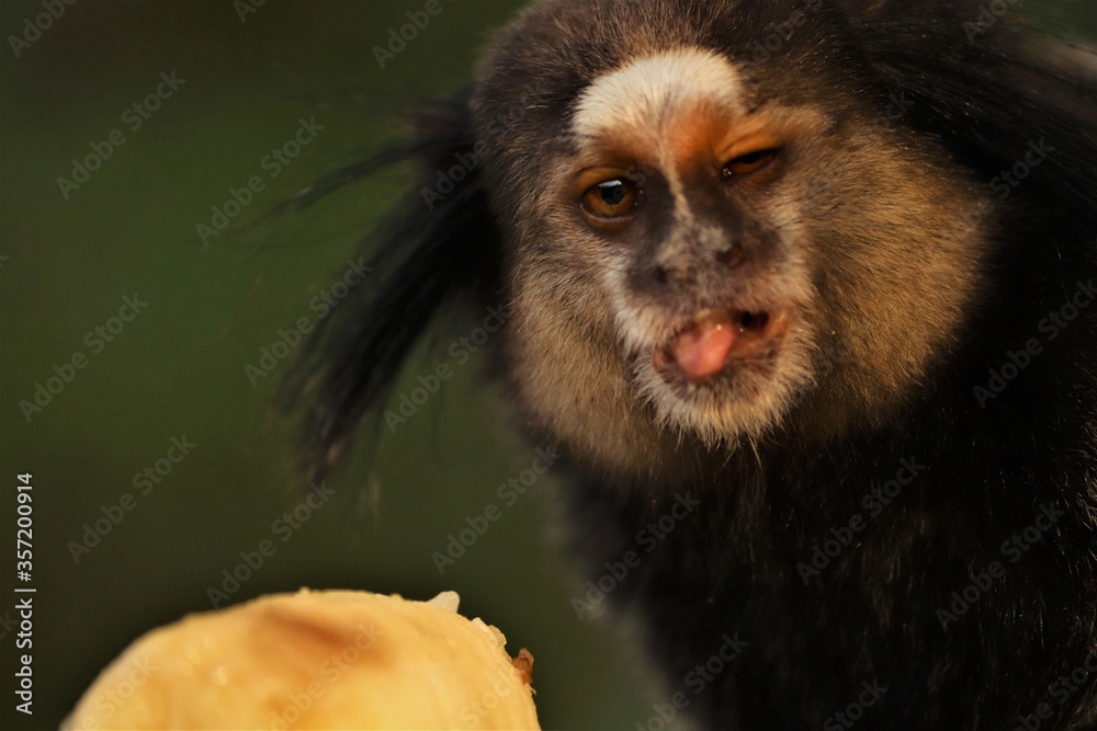 MONKEY MONKEY
