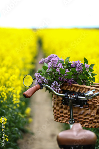 vintage bike with a bouquet of lilac flowers in the wicker basket in the summer blooming rapeseed field