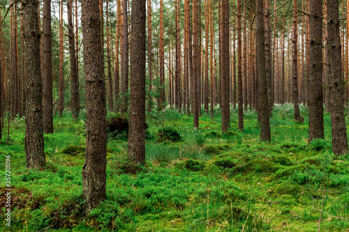 Beautiful forest landscape. 