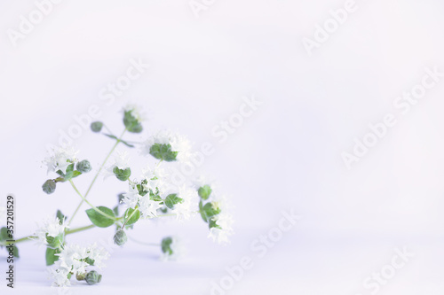 Small twig of blooming oregano with white flowers in left corner on light background. Copy space for your text. Spring, flower background. Poster, banner. Natural background.