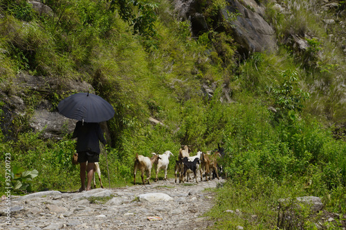 Shepherd leads his goats along the Annapurna circuit with an black umbrella for sun protection. Eastern end of Annapurna circuit close to Syange. photo