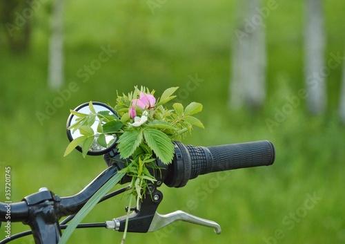 bike ride in a birch grove