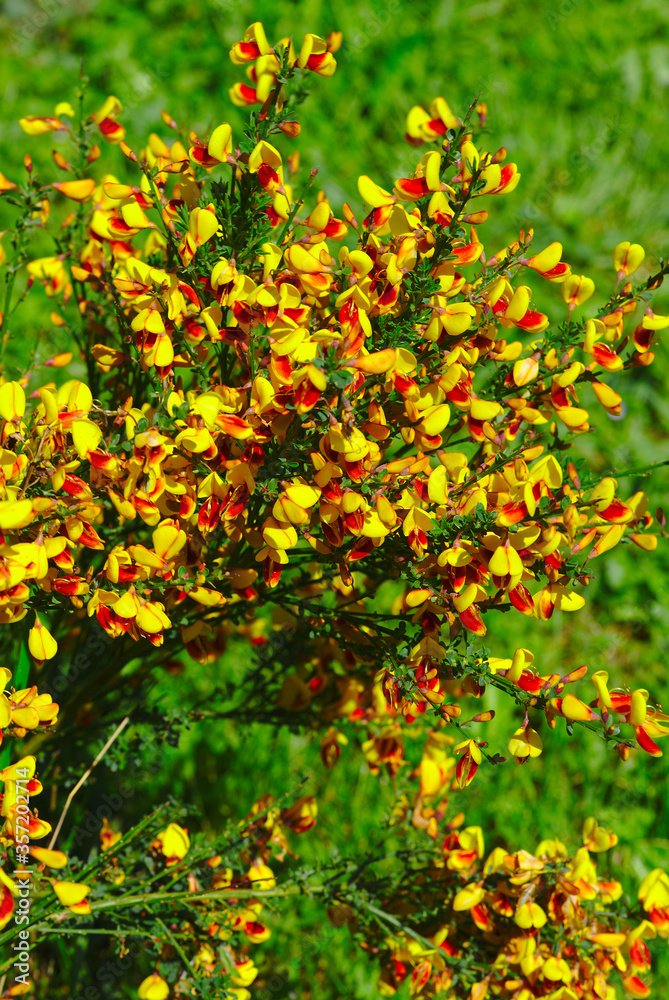 Grove of yellow and red broom flowers (Fabaceae) Grove of yellow and red broom flowers (Fabaceae)