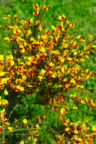 Grove of yellow and red broom flowers (Fabaceae)