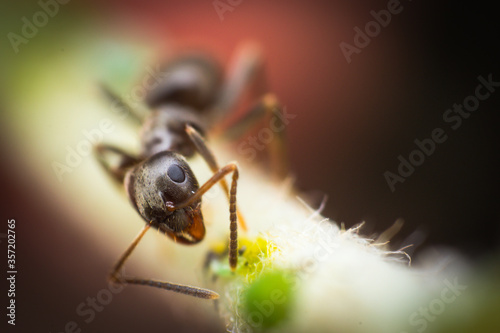 macro photo of a ant and blurred background