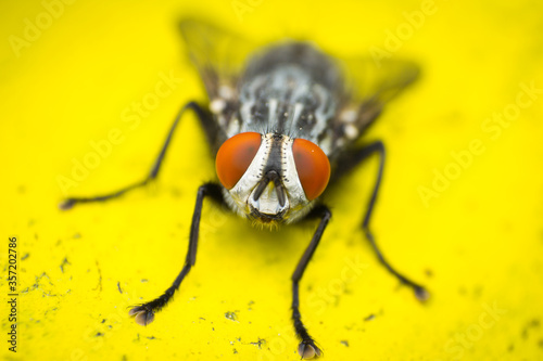 macro photo of a domestic fly