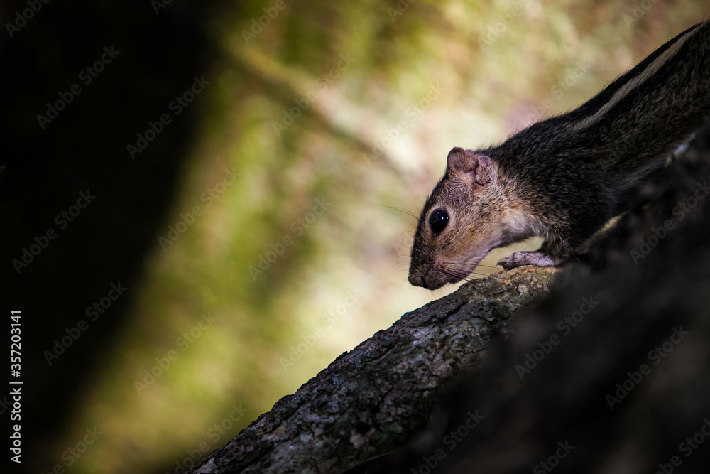 closeup small brown chipmunk hiding in large tree roots in tropical forest