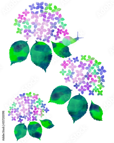 紫陽花とカタツムリ