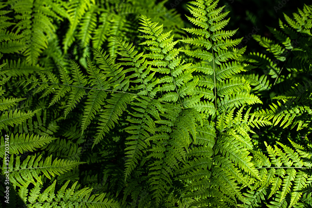 green fern leaves in the forest green fern leaves in the forest