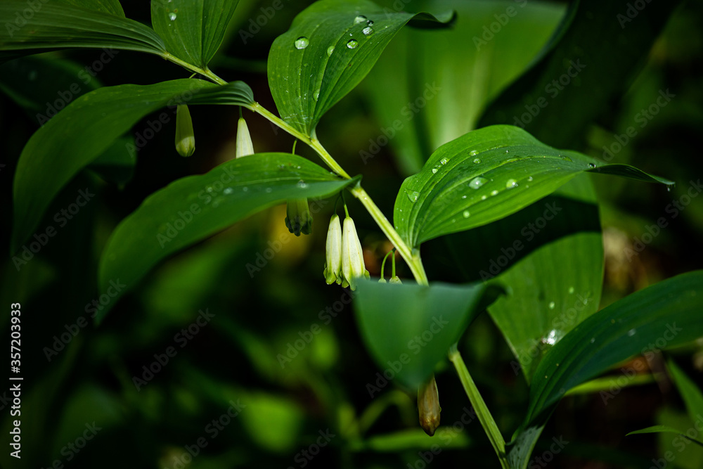 green leaf with water drops and small flowers on the stem green leaf with water drops and small flowers on the stem