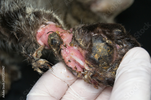 close-up photo of cat leg with large bite wound  infected
