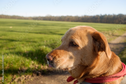 Labrador with a red kerchief looking at the distance
